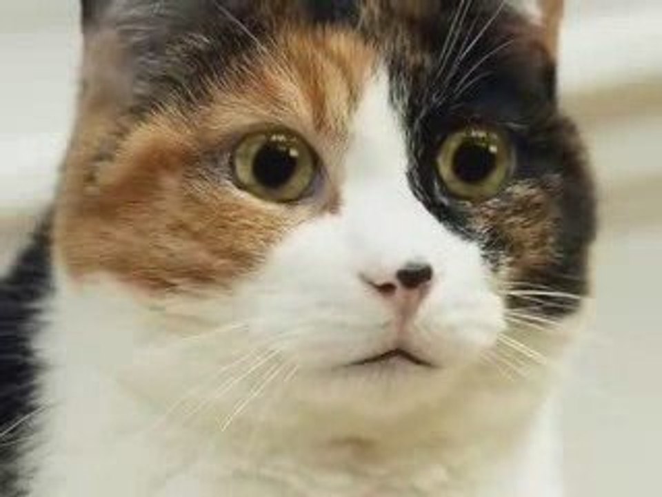 Chat qui chante