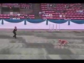 chien qui danse