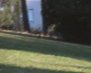 Ecureuil (roux) qui court !