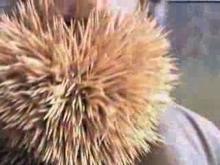 2222 cure-dents dans la barbe