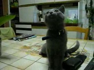 1ère Vidéo de notre Sacha Coeur d'Velours