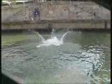 waterjump dans la Seine @ Notre-Dame