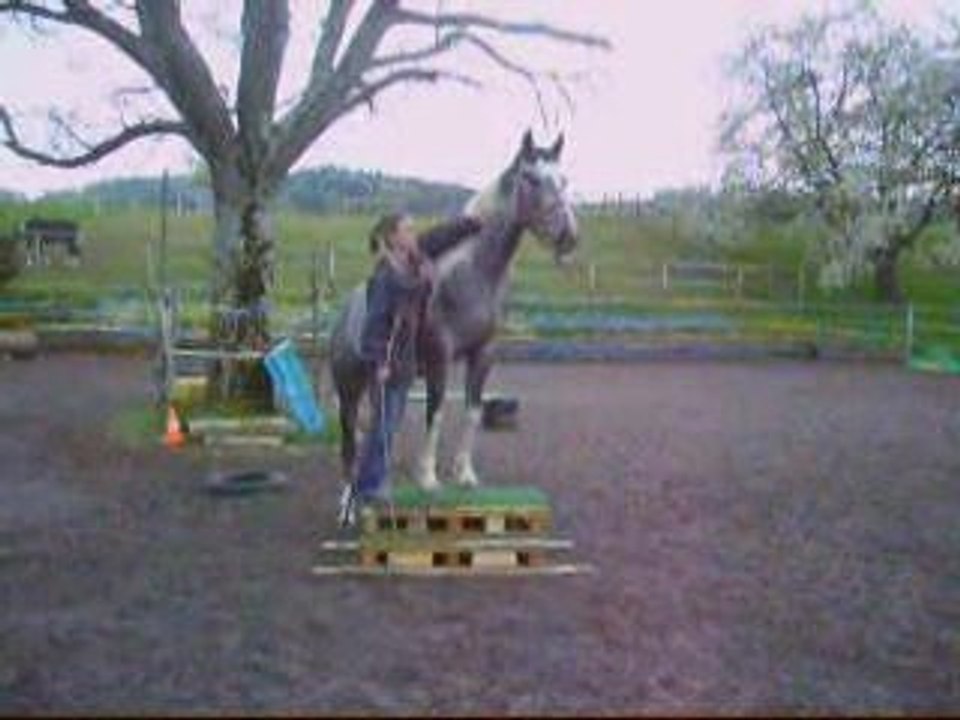 travail au sol en liberté avec safran