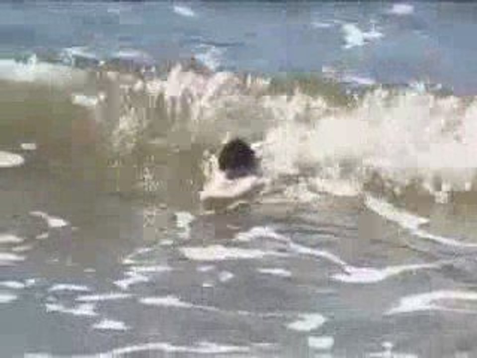 The World's Fisrt Surfing Mice - Radical Rodents