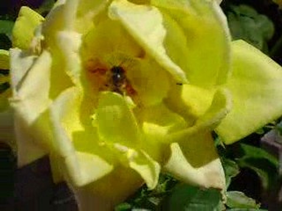 Abeja
