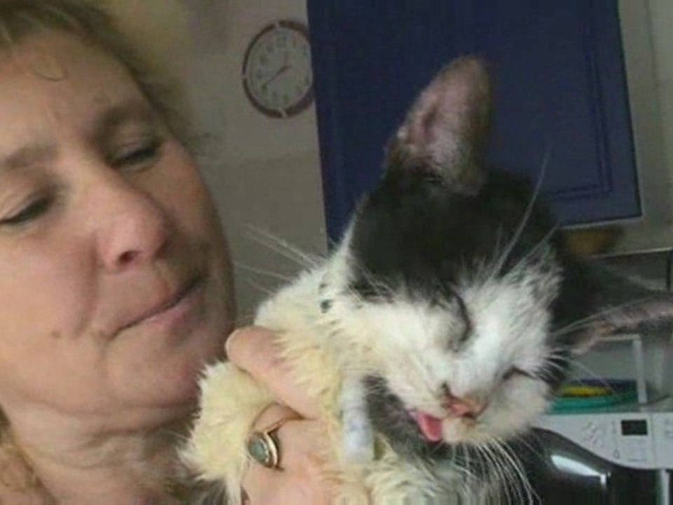 Koty do adopcji pani Grażyny Jakubczak z Kołobrzegu