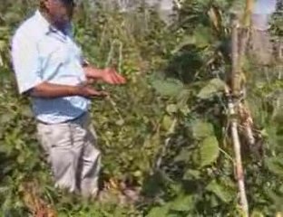 osman kocaman barbunya