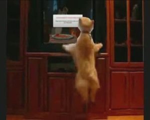 Unlimited Streaming : L'effet mégavidéo sur un chien