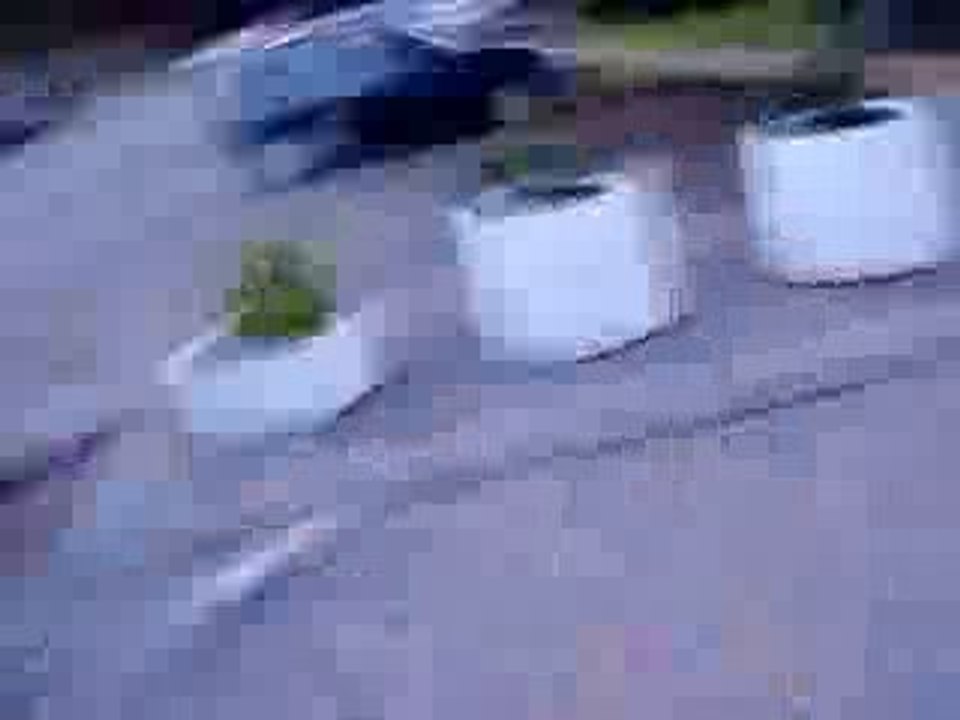 ellis och alvas video