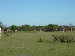 Cuidado con las vacas!
