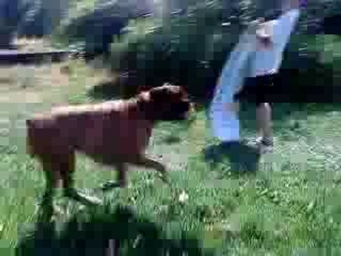 Moi qui court aprés mon chien