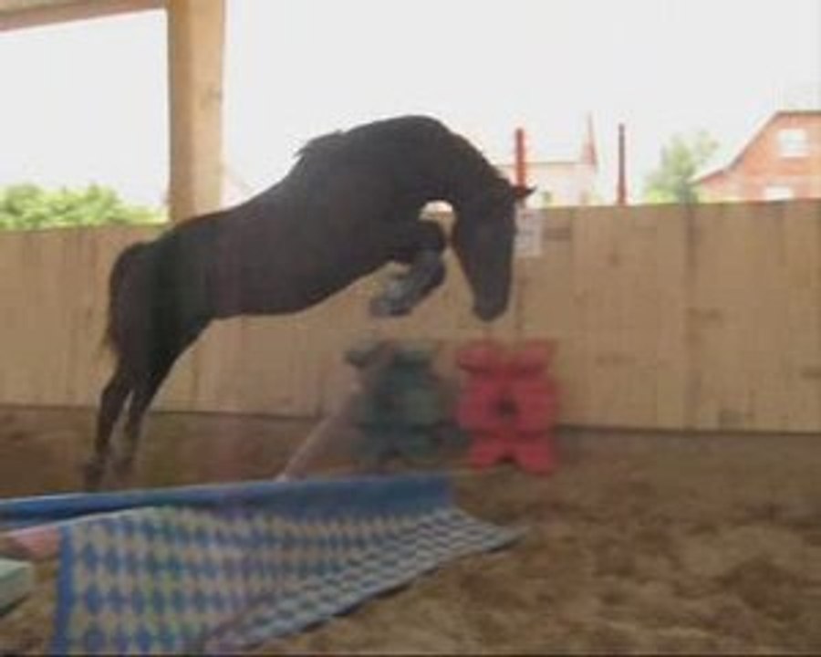 Miracle saut gros oxer