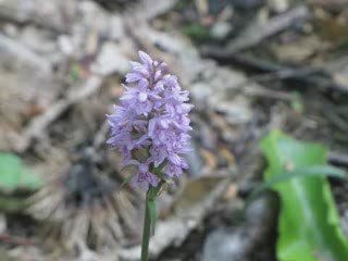 Una passeggiata nel bosco per un po di relax