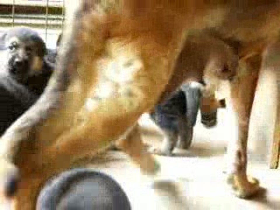 chiots6juil09 013
