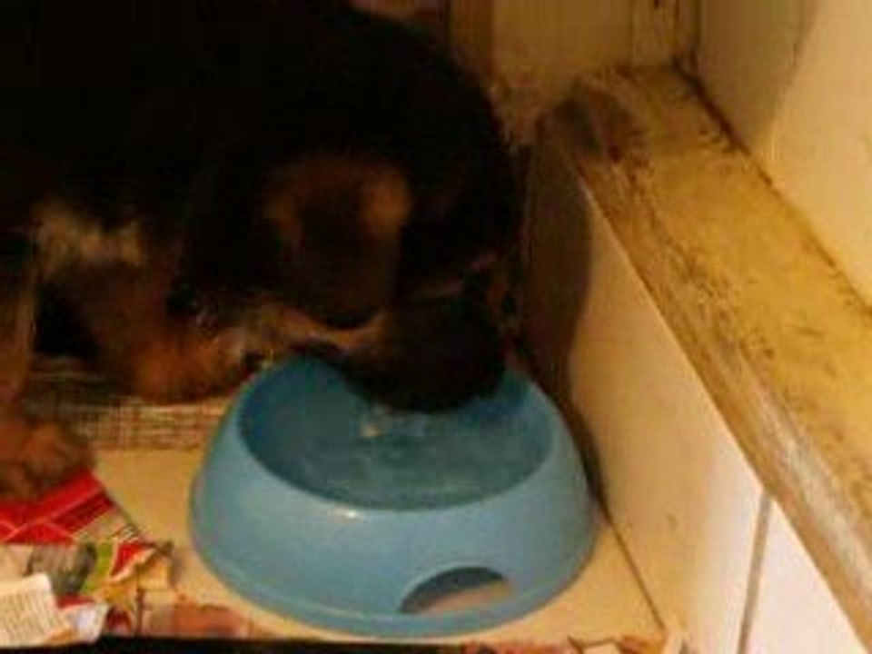 chiots6juil09 015