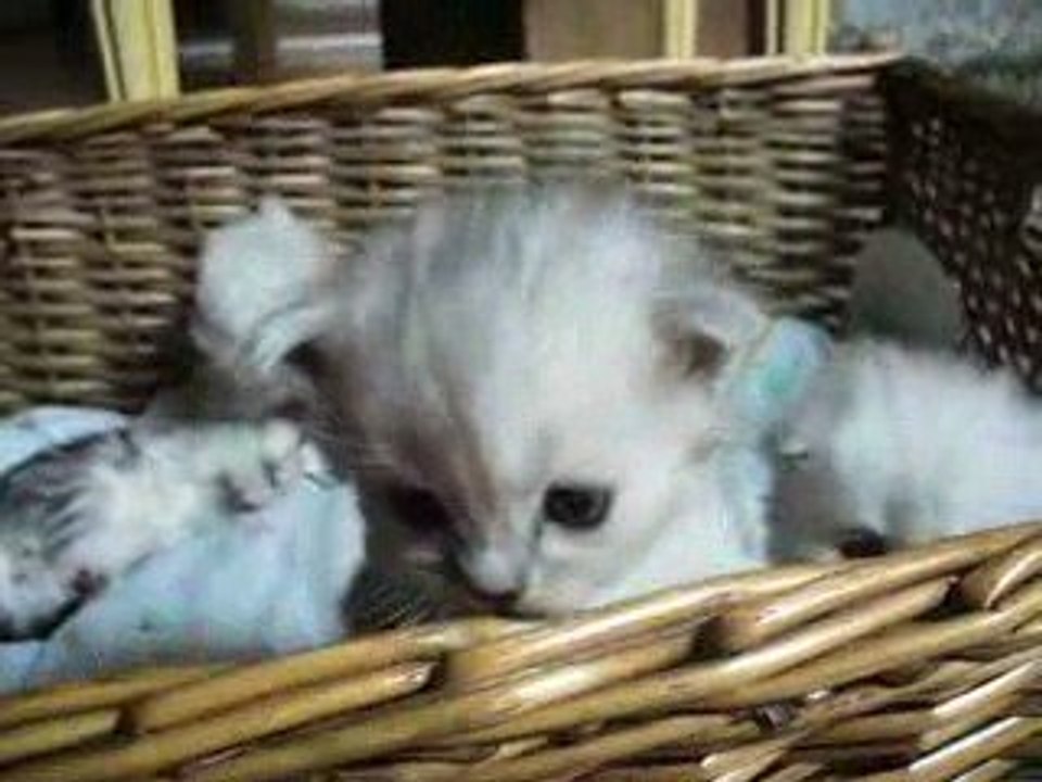 Chatons de Ballerine