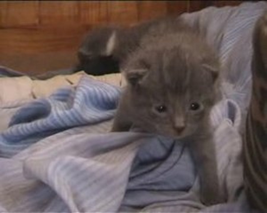 CHat naisance