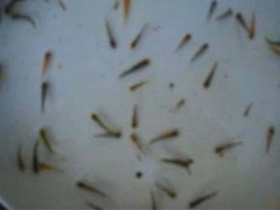 SHUSUI FRY