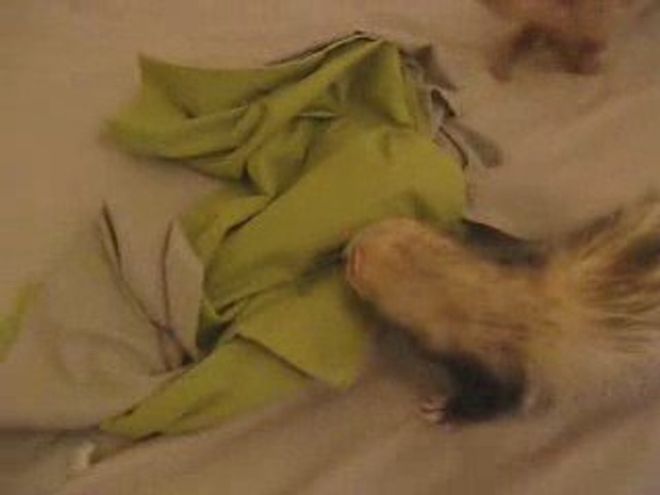 Ferrets Land on my bed