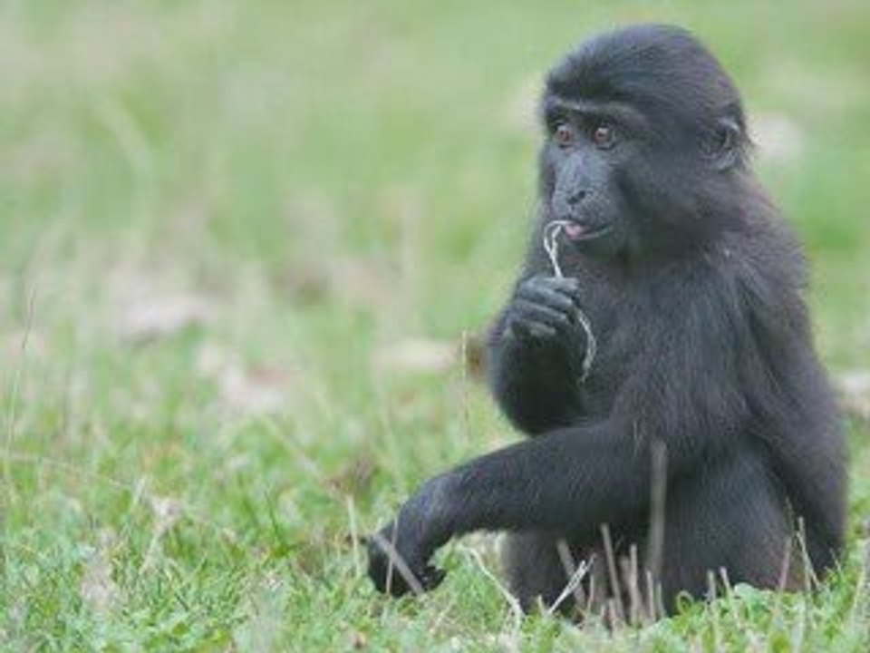 monkeys