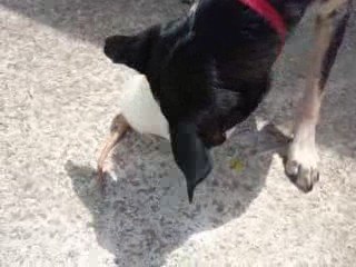 Canelle et Cahuète.