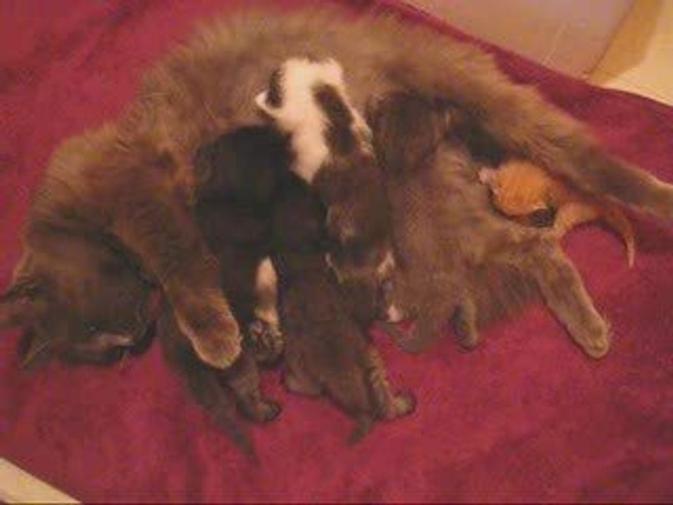 Lady, ses 4 chatons et les 2 orphelins