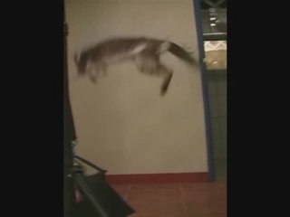 Un chat attrape une chauve souris / cat catch a bat