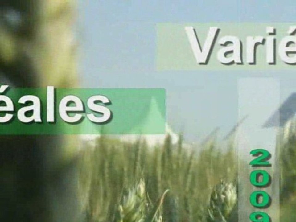 Céréales à paille : 2007 rouille brune, 2008 septoriose