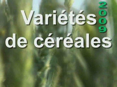 Blé : Choix des variétés, attention aux critères maladies