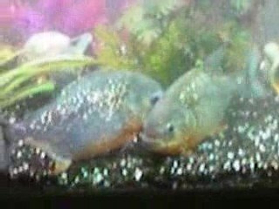 piranha coup de speed