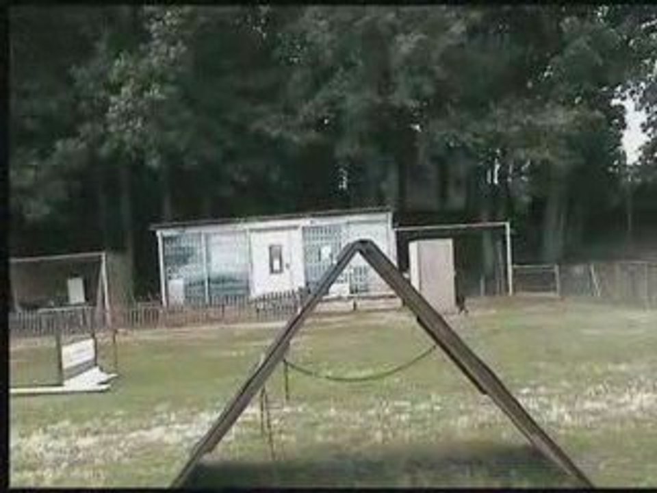 daicko du Bois de Liers.Entrainement obé  15 mois