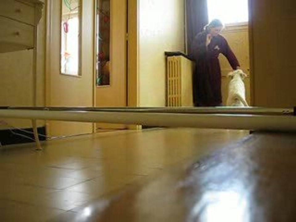 Mon chien qi fé du saut d'obstacle !! mdr