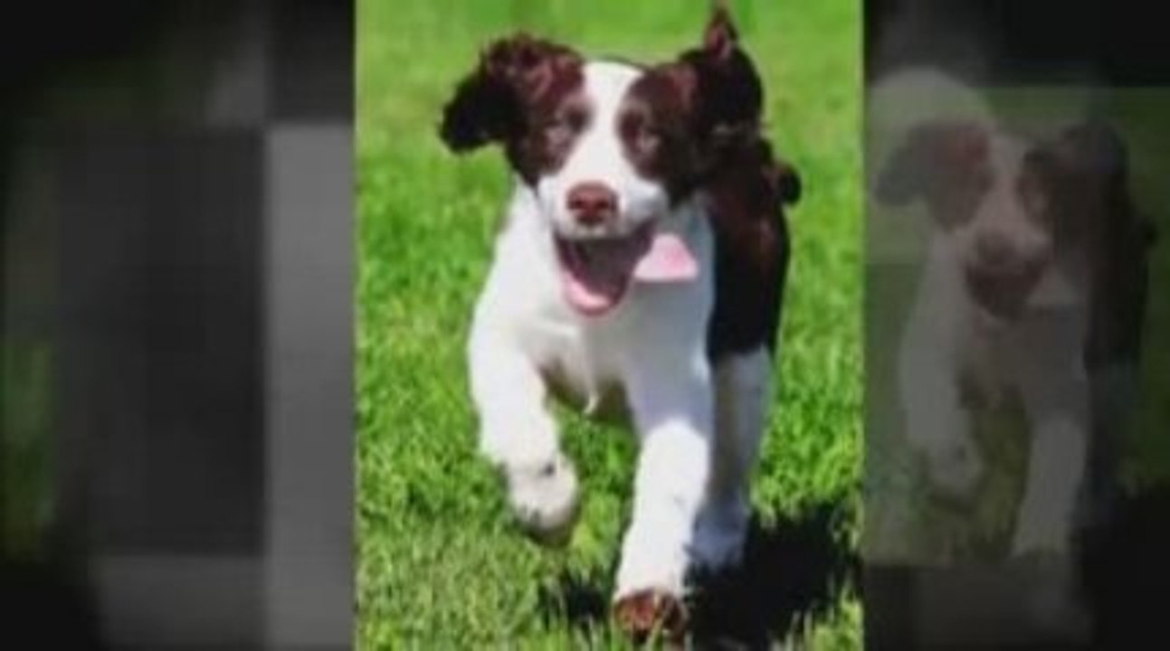 dry dog food reviews, Want Your Dog To Live Longer? A Must S