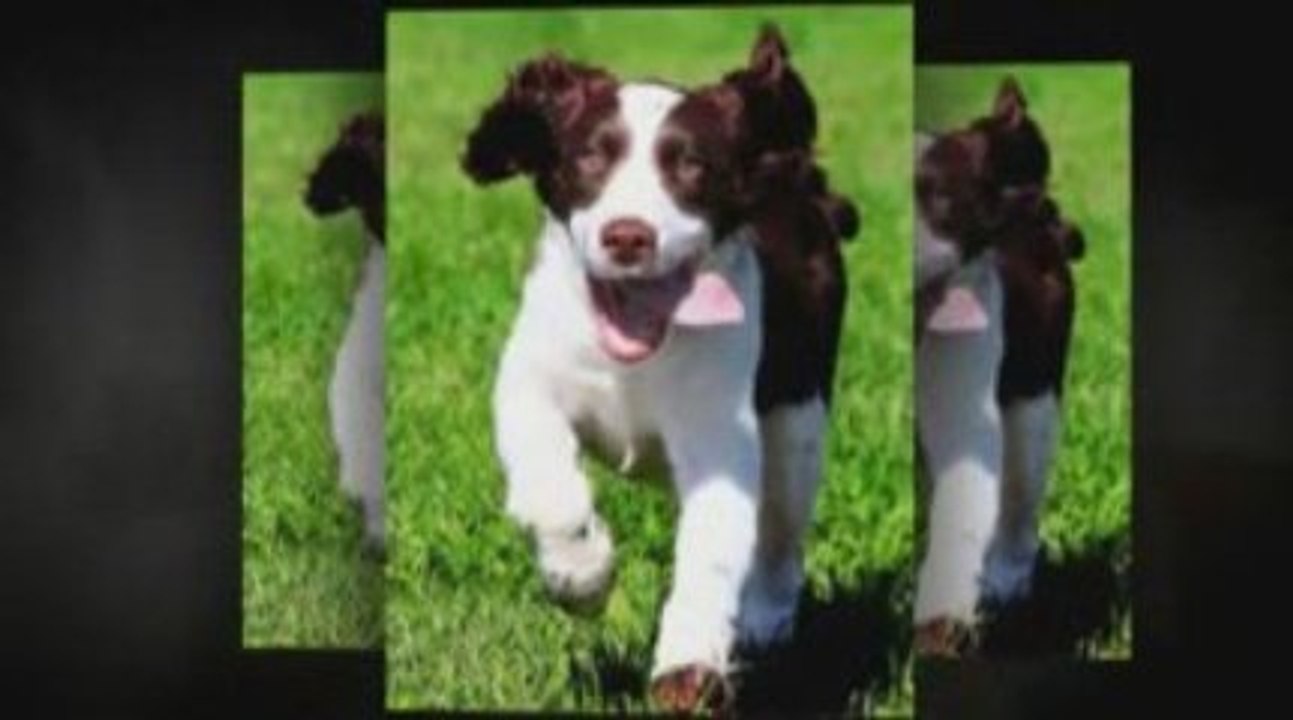 dog food review, Want Your Dog To Live Longer? A Must See