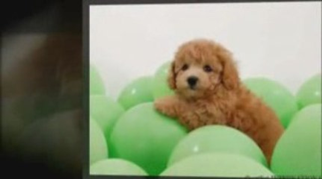 nutro dog food reviews, Want Your Dog To Live Longer?