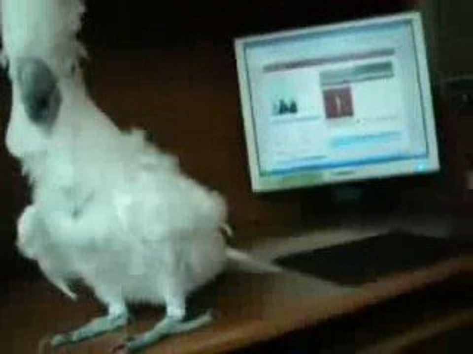 Perroquet fan de métal !!