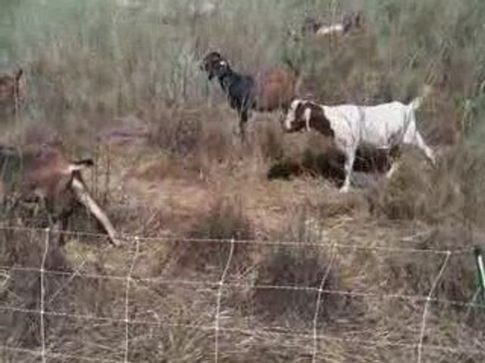 Return of the Goats