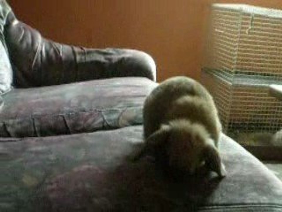 Liouk, belier nain madagascar