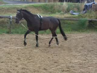 Philou à la longe avec son super trot 2