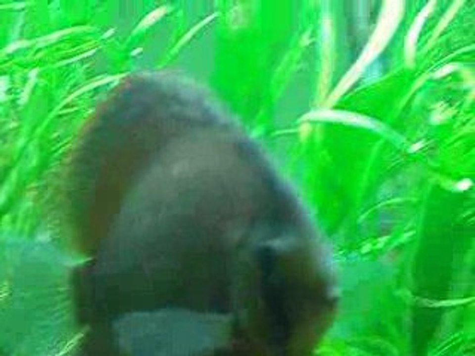 Black Discus tur