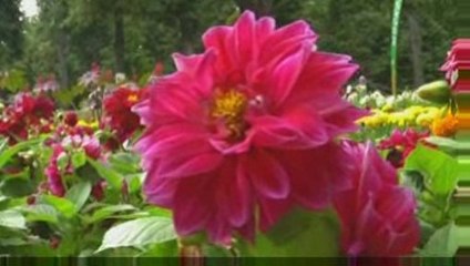 Flowers of summer. Цветы лета