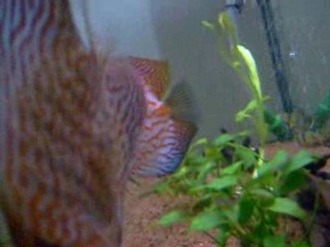 hasta balık aaaaaaa