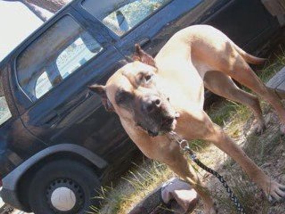 presa canario channelle