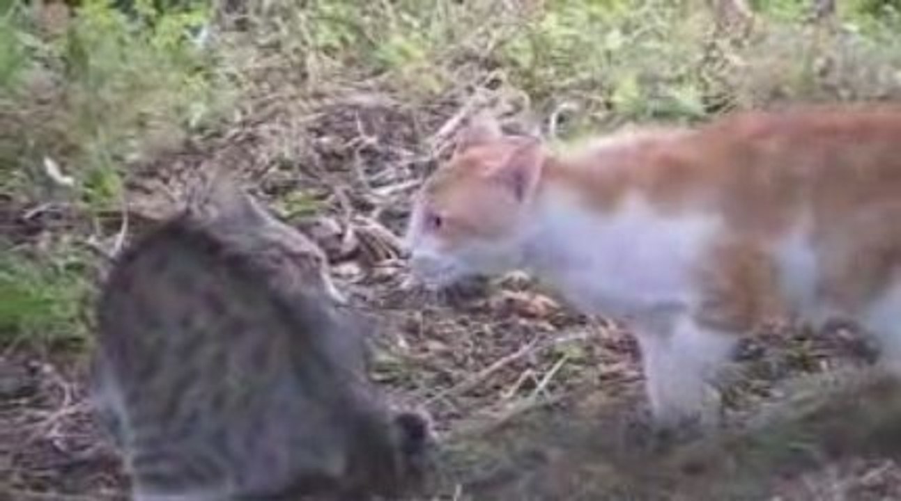 bagarre de chats