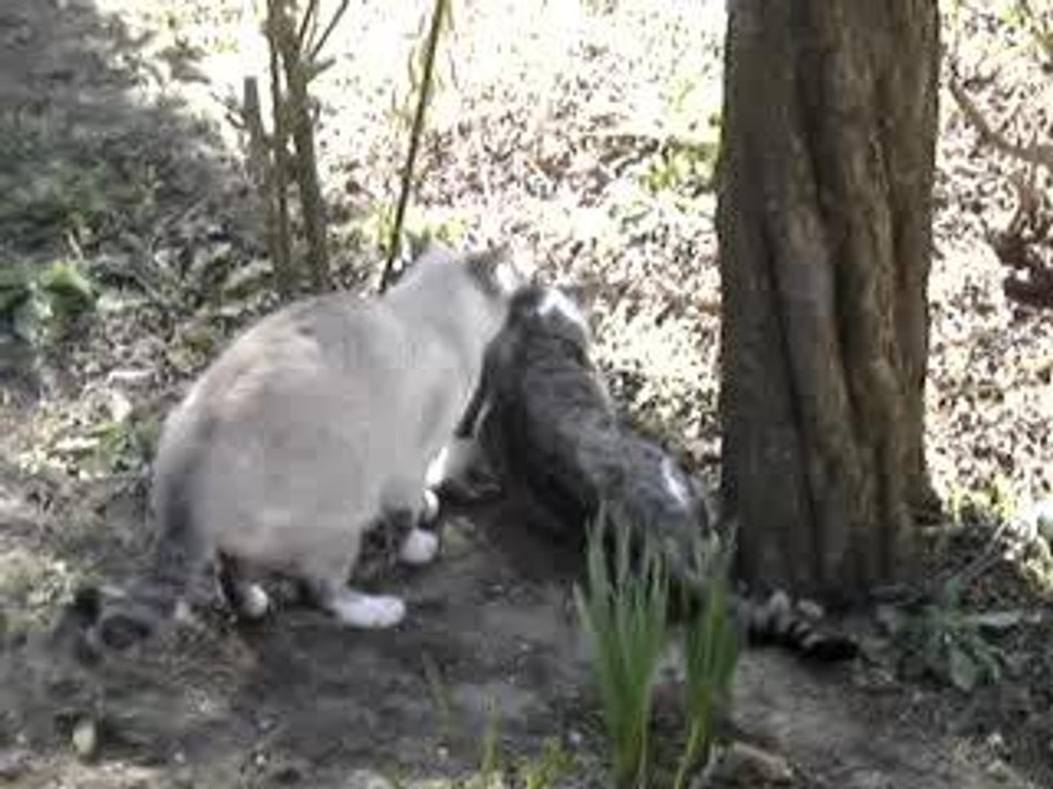 Mes Chats Nougatine et Noisette