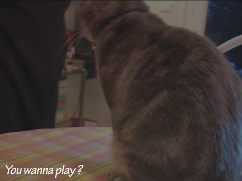 Mistigri, le chat & les croquettes