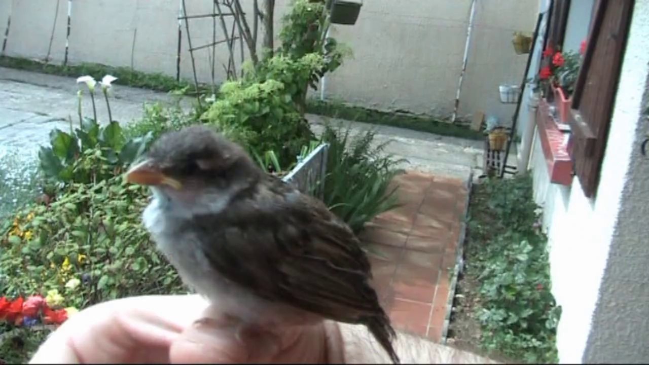 Petit oiseau