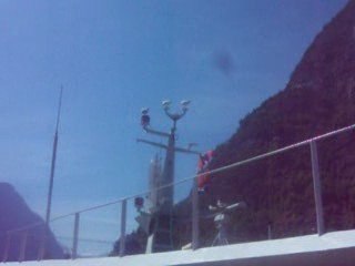 MOUETTES NORVEGIENNES