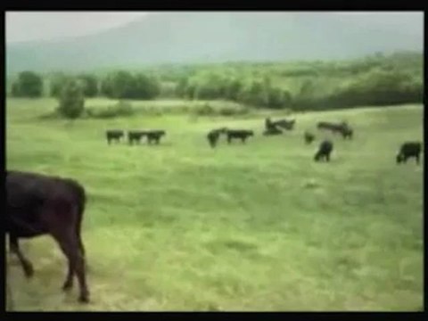 UFO Cow Abduction by Aliens on 1983.