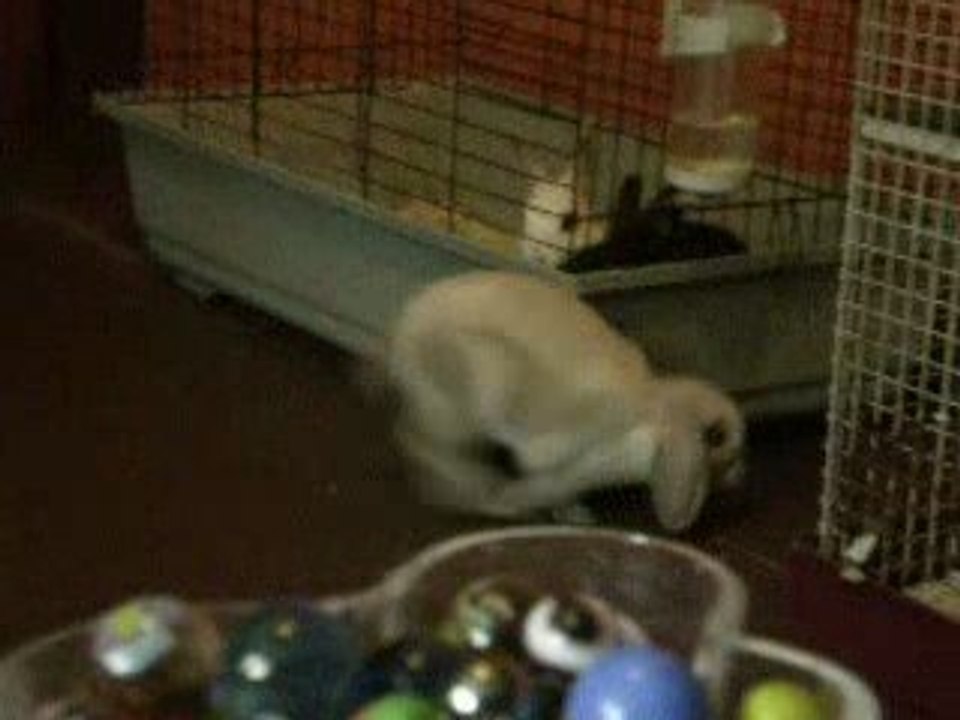 Bretzel, belier siamois bleu